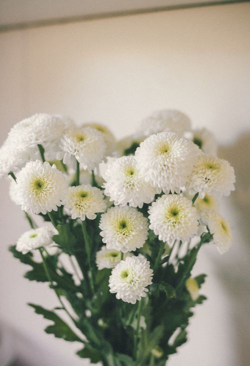 Free A delicate bouquet of white chrysanthemums with green leaves in a soft, indoor setting. Stock Photo