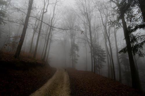 Path in a Forest Covered with Fog 