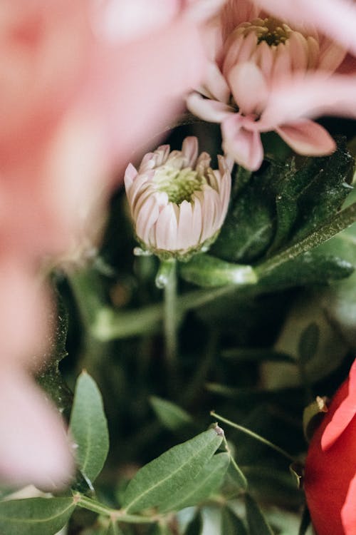 Foto d'estoc gratuïta de flors, natura, planta