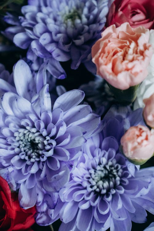 Foto d'estoc gratuïta de flors, natura, plantes