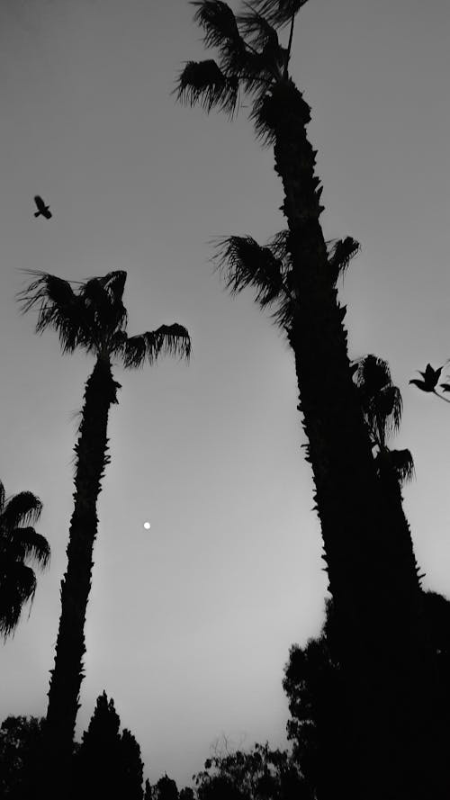 Silhouettes of Palms During Sunset 