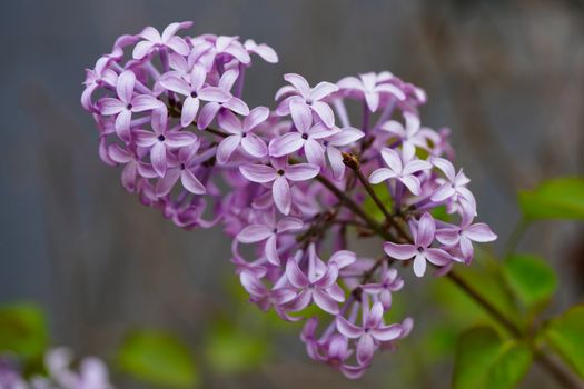 Pink Lilac Blooming Outdoors