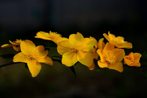 Yellow Flowers on Black Background 