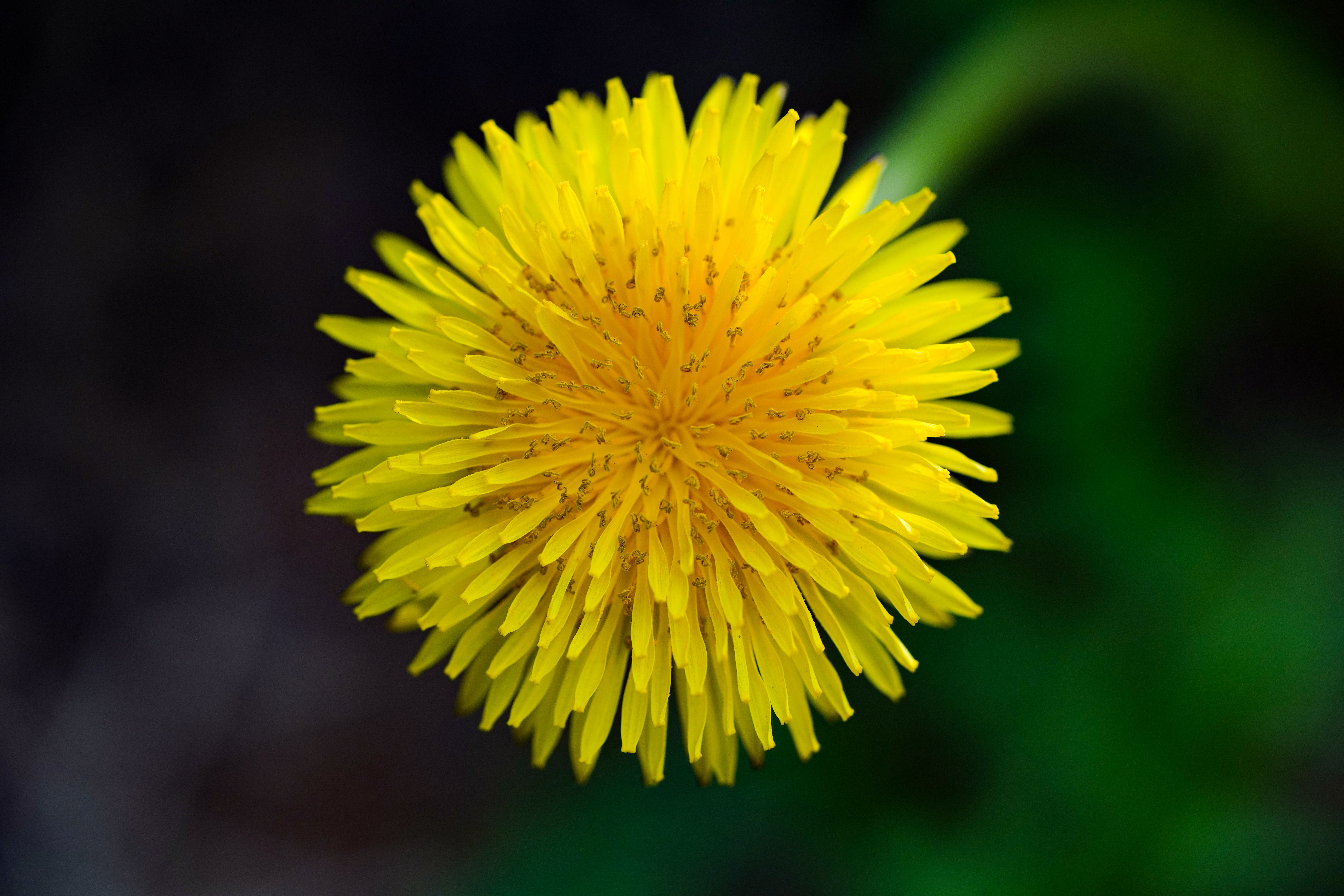Dandelion Plant Profile