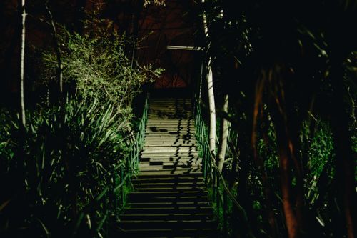 Free Nighttime forest staircase with dramatic shadows and greenery, creating a mysterious atmosphere. Stock Photo