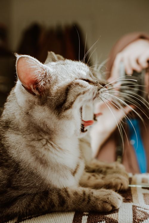 Free Close-up of a yawning cat with a photographer capturing the moment in soft lighting. Stock Photo