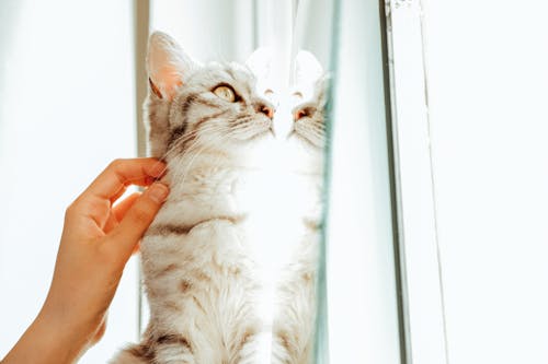 Hand Touching Fluffy Cat