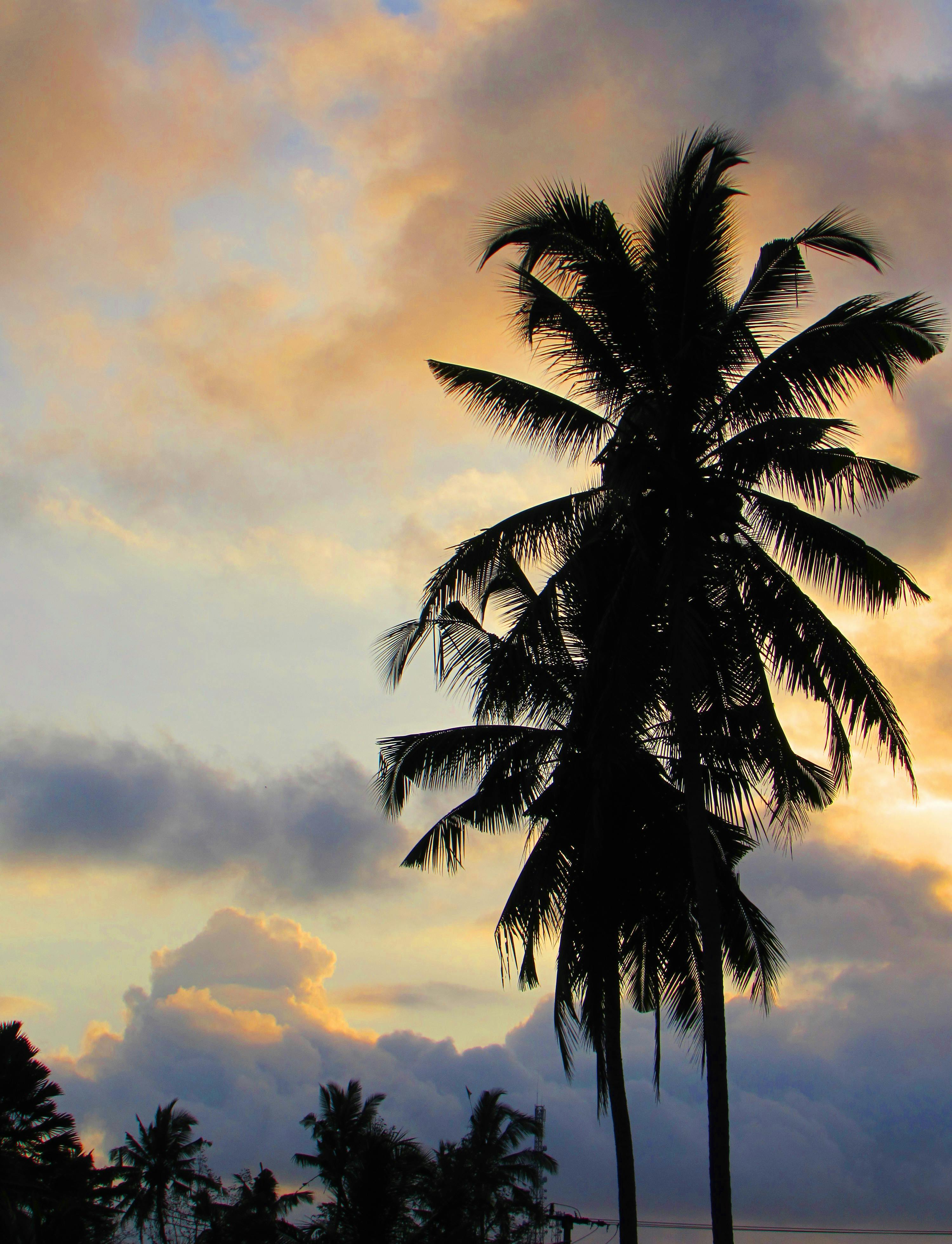 Free stock photo of golden sunset, palm tree, sunset