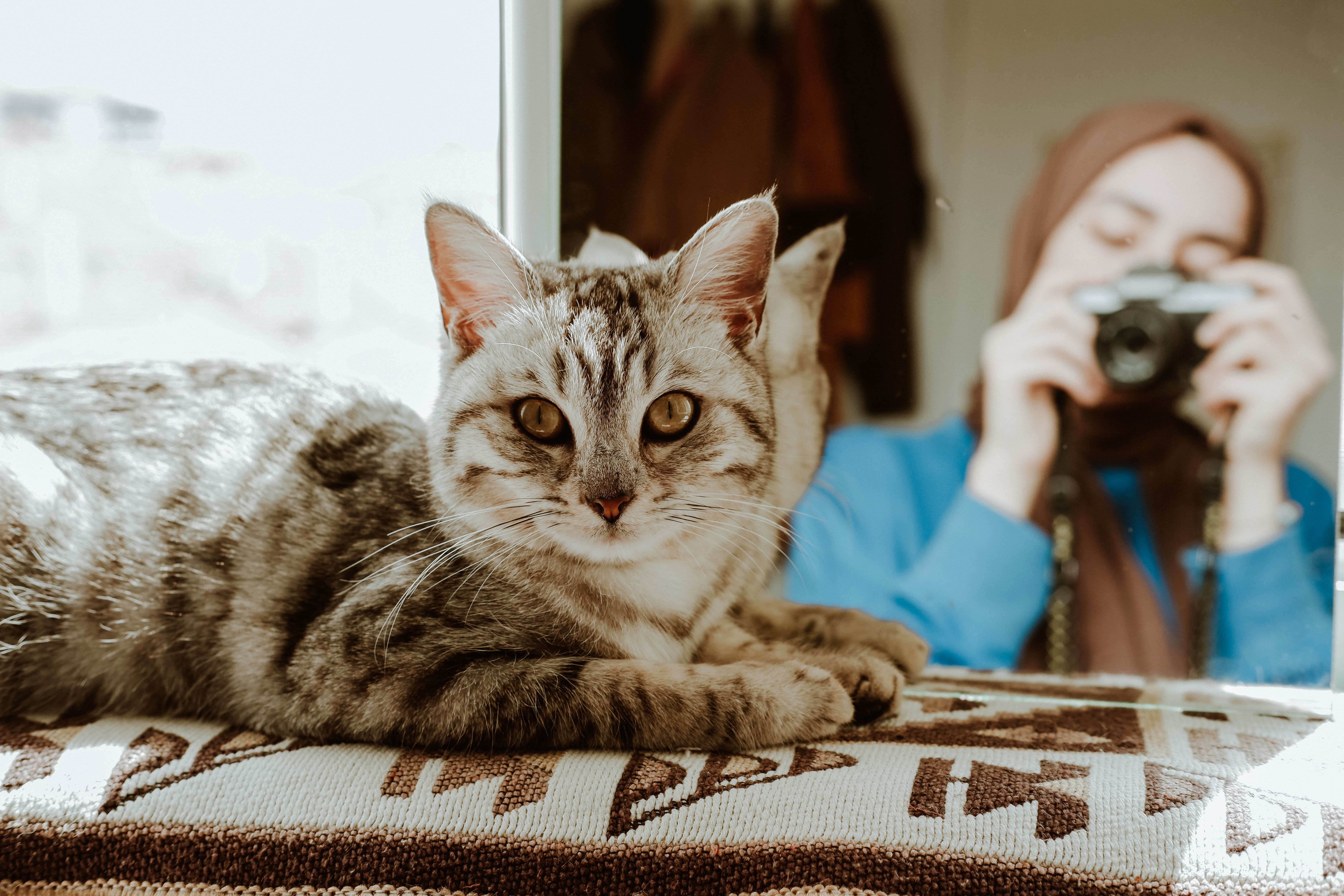Gray tabby cat lying on patterned surface, with a woman capturing its reflection in a mirror.