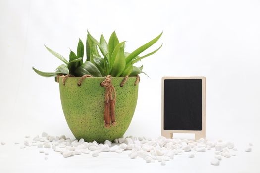 Free stock photo of cactus, cure, disjunct