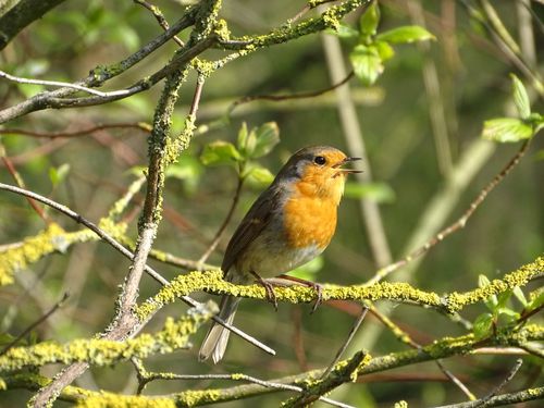 Free A vibrant European Robin perches on a mossy branch surrounded by fresh spring foliage. Stock Photo