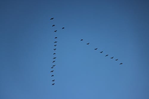 A Flock of Birds Flying in a V Formation against a Clear, Blue Sky 