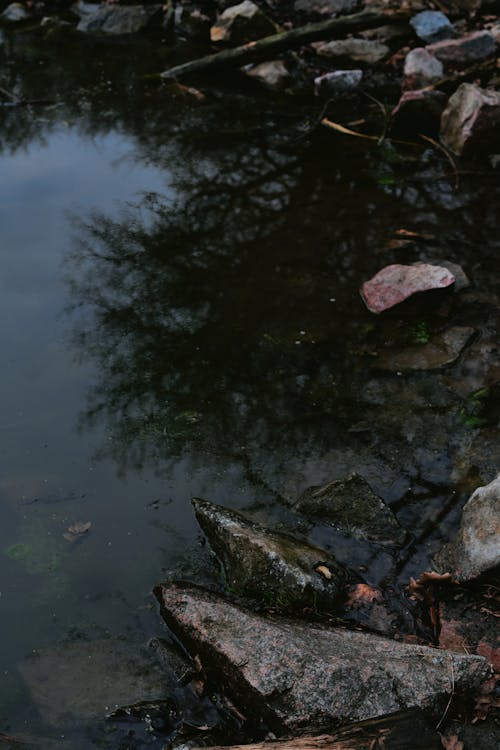 Gratis lagerfoto af dam, lodret skud, natur