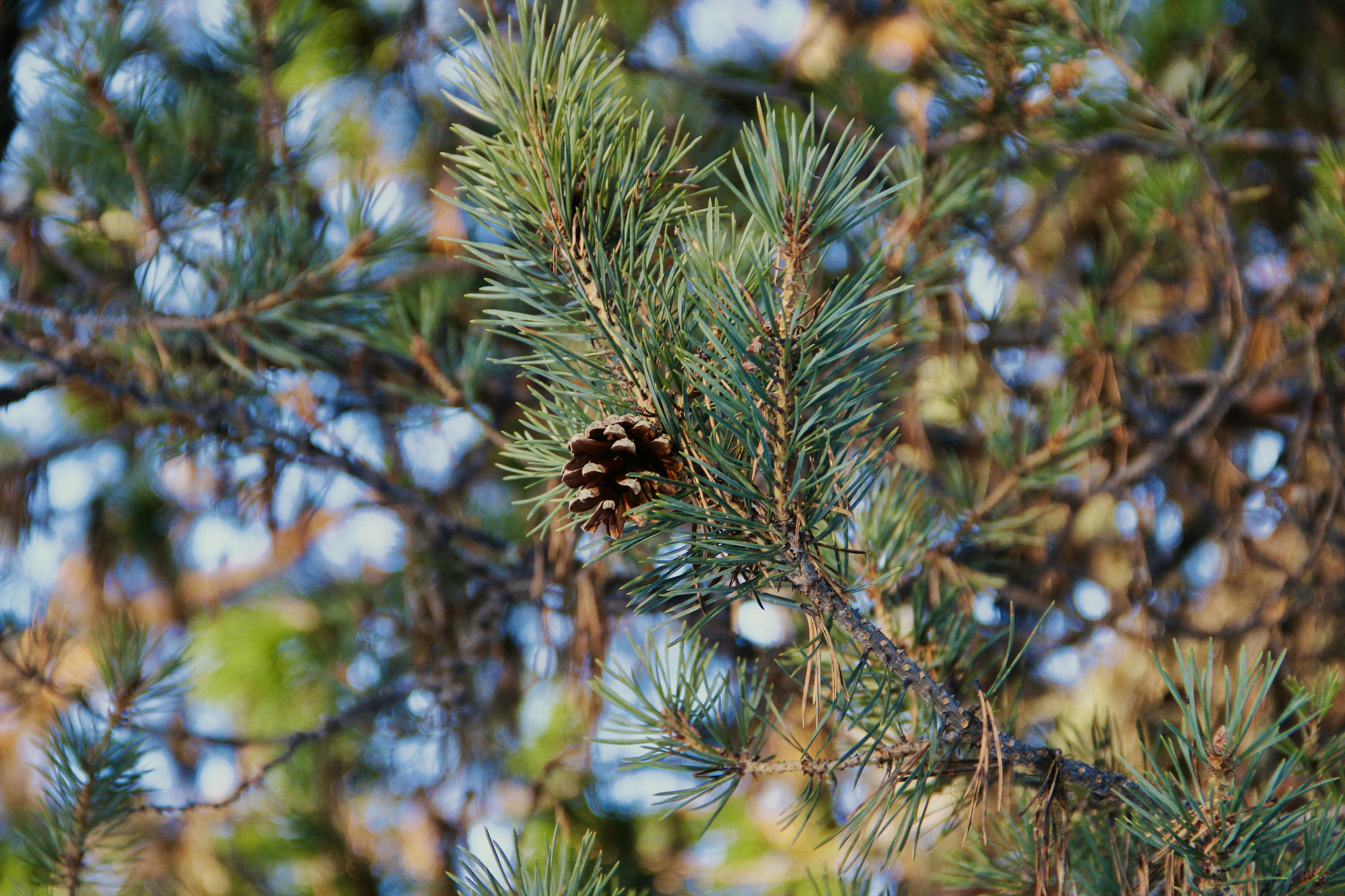 a pine cone is on a branch of a tree