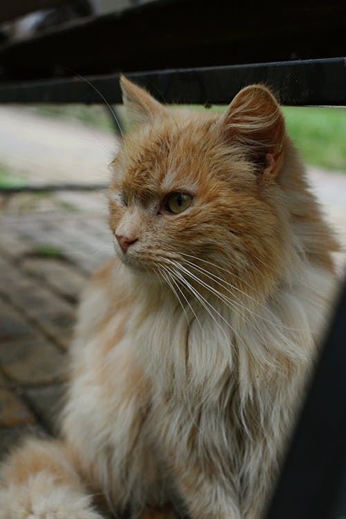 Foto d'estoc gratuïta de animal, assegut, buscant