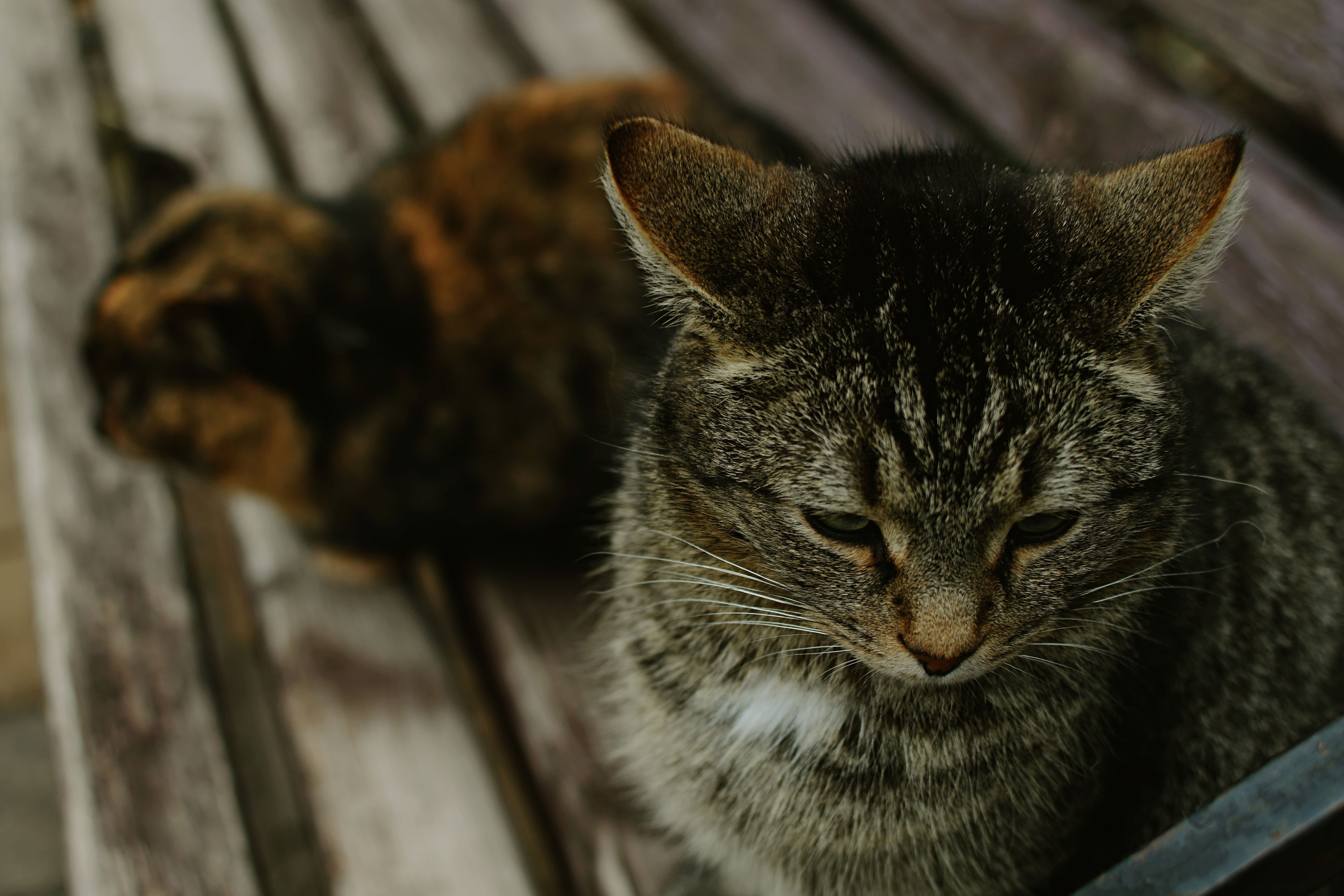 Two Cats Sitting on a Wooden Bench · Free Stock Photo