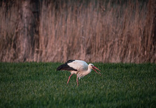 White Stork with Worm Walking on Grass