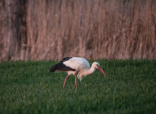 White Stork with Worm in Beak Walking on Grass