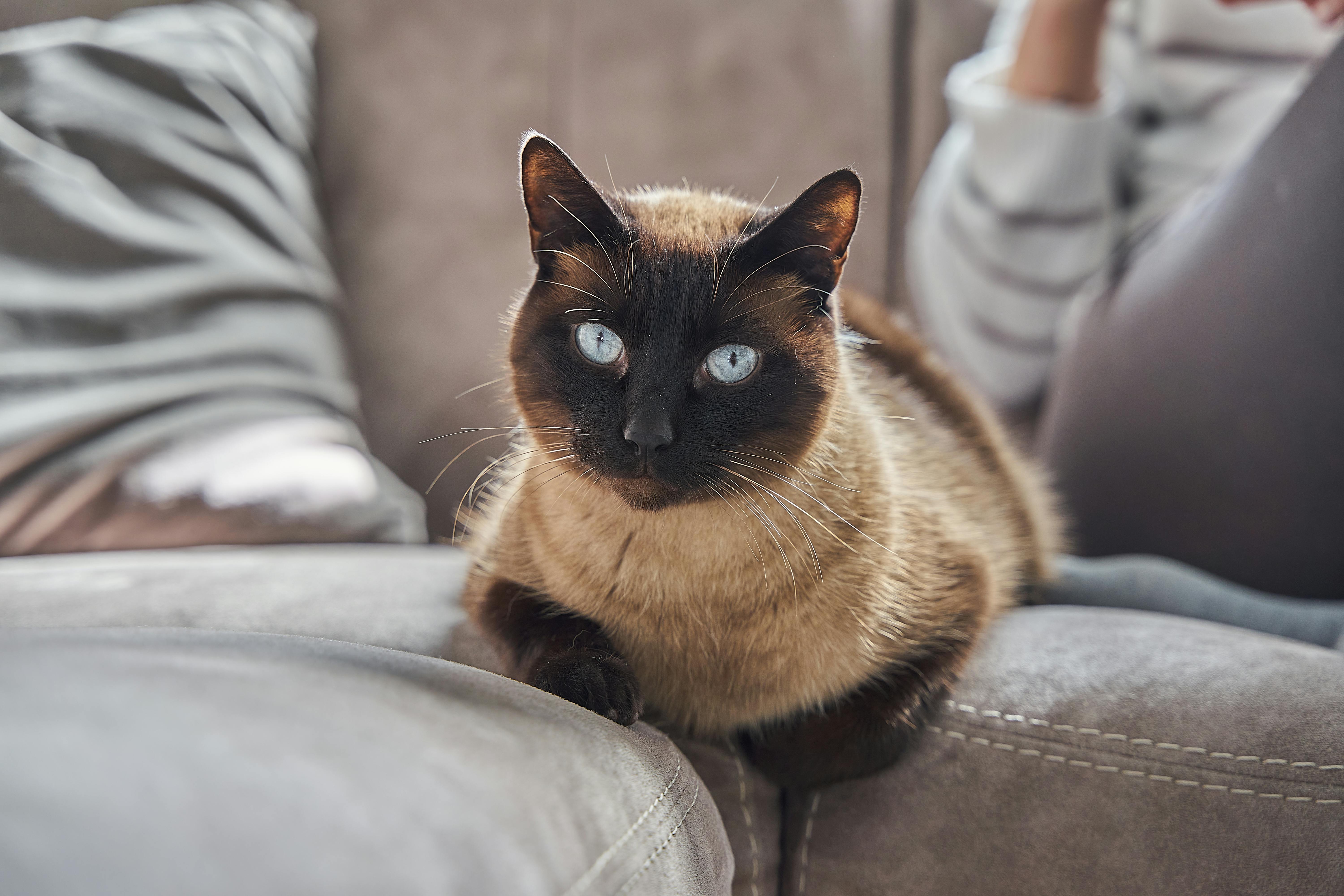 Tyto kočičí rasy jsou nejvíce přítulné a mohou se na klíně kroutit celé hodiny.