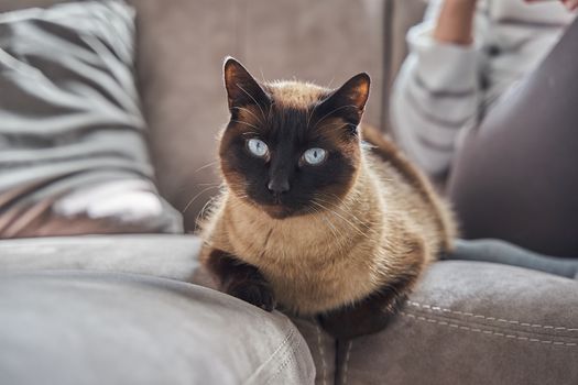 cat photo