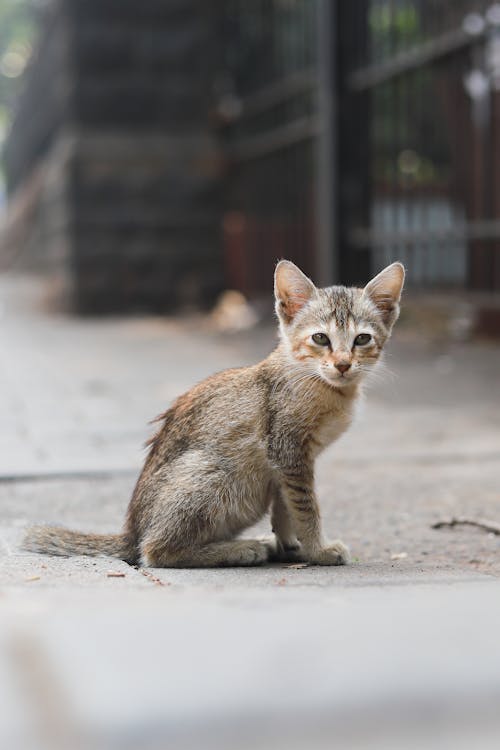 A Kitten Sitting on a Street 