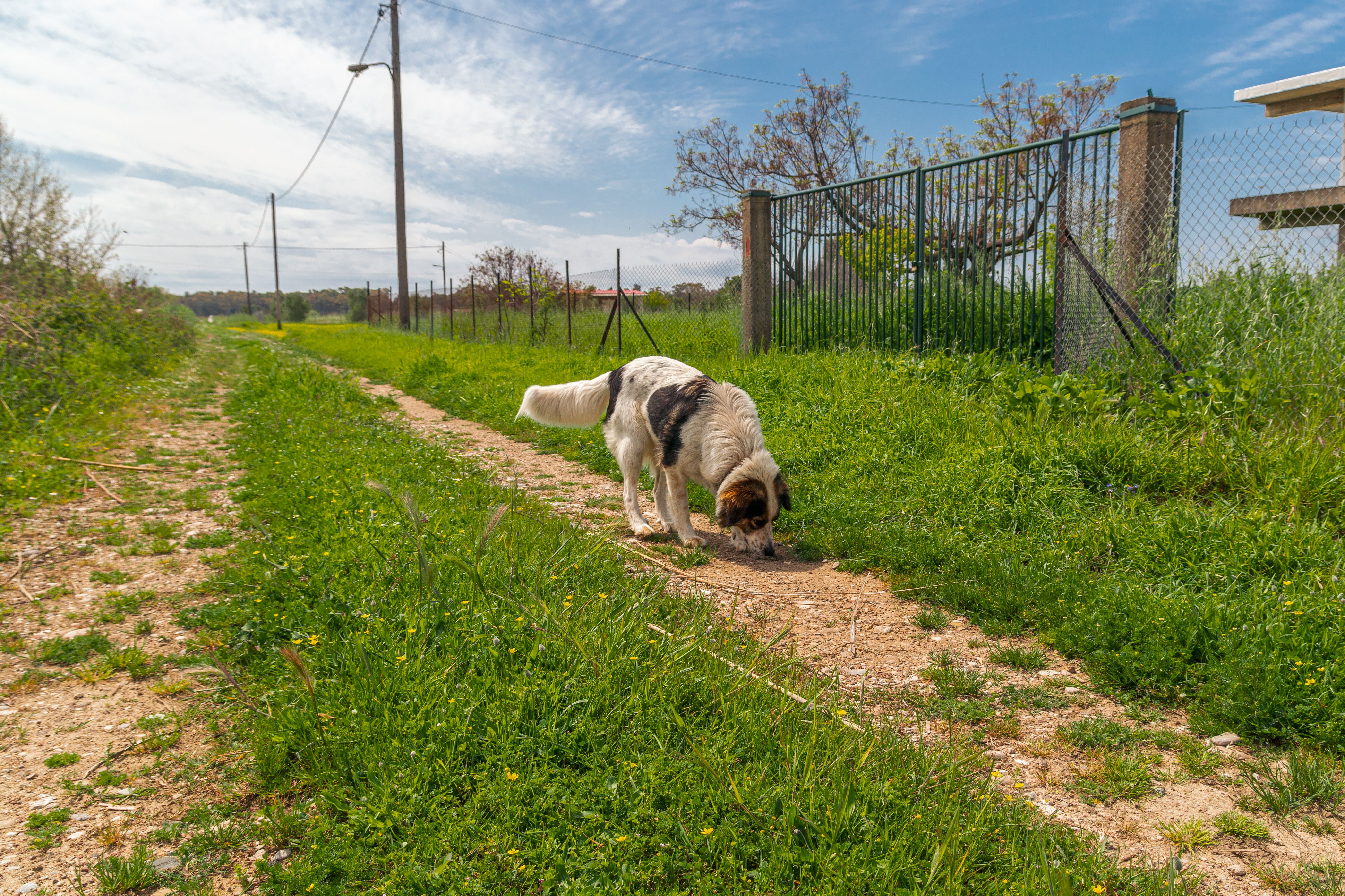 A dog explores a grassy country path under a sunny summer sky, showcasing rural tranquility.