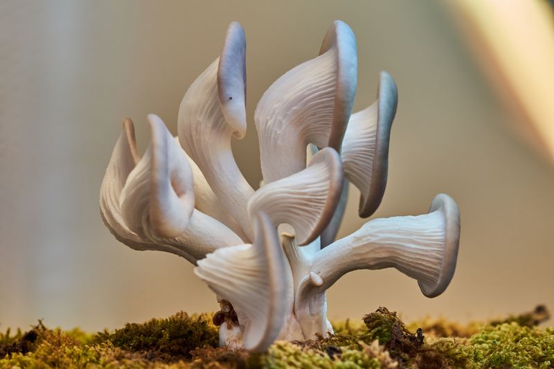 Detailed close-up of oyster mushrooms with rich textures on a bed of moss, showcasing natural beauty.