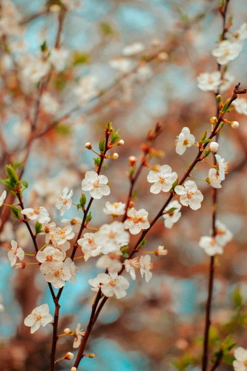 Free A close-up of delicate cherry blossom flowers in full bloom during spring. Stock Photo