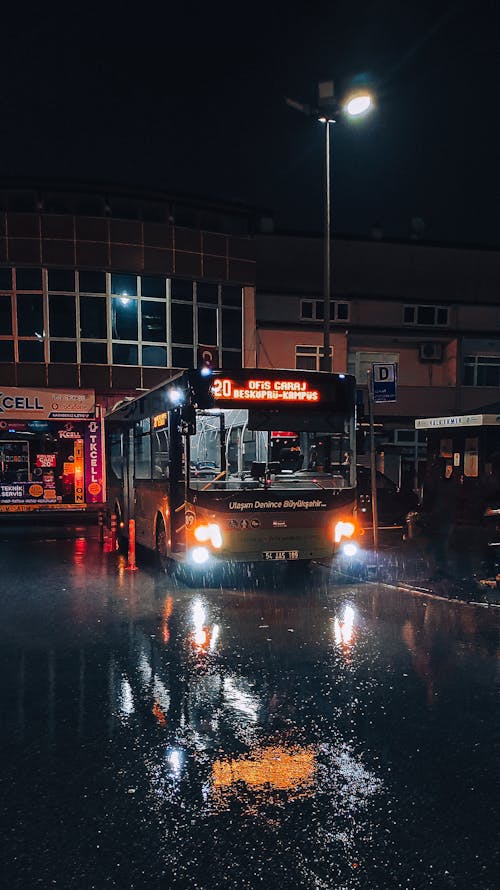 Foto d'estoc gratuïta de adaptar-se, autobús, gall dindi