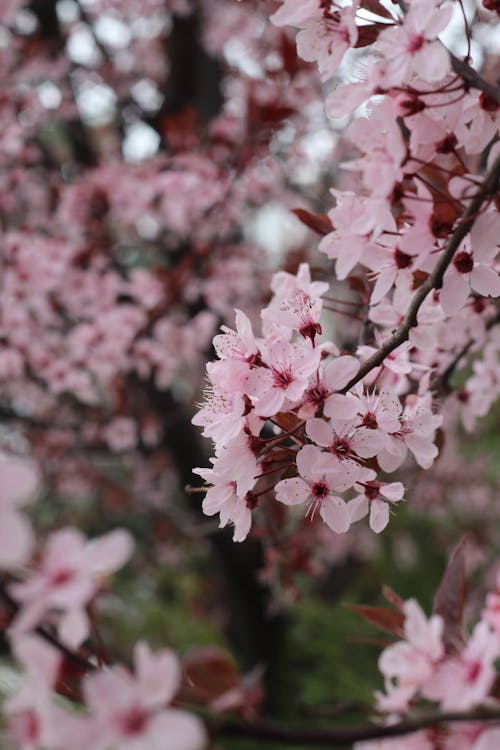 Cherry Tree in Blossom 