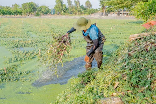 Ingyenes stockfotó munkaerő, Vietnam témában