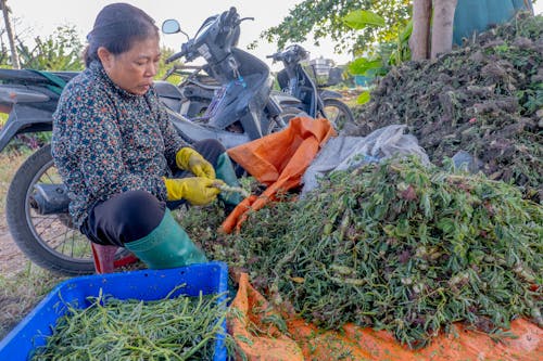 Ingyenes stockfotó munkaerő, Vietnam témában