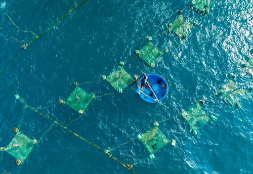 Free Aerial shot of a fisherman tending fish farms in the open sea, showcasing aquaculture. Stock Photo
