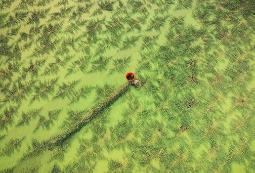 Aerial shot of a farmer tending a lush green field with water plants.