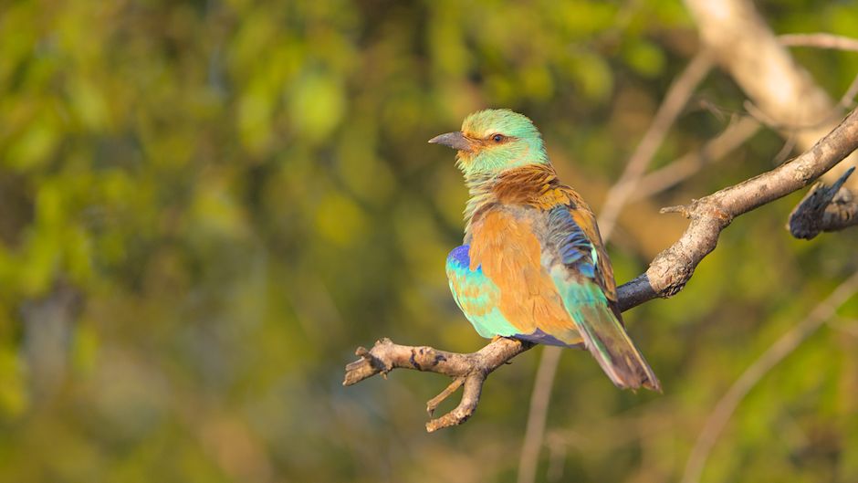 Vibrant European Roller perched on a branch with a blurred green background.