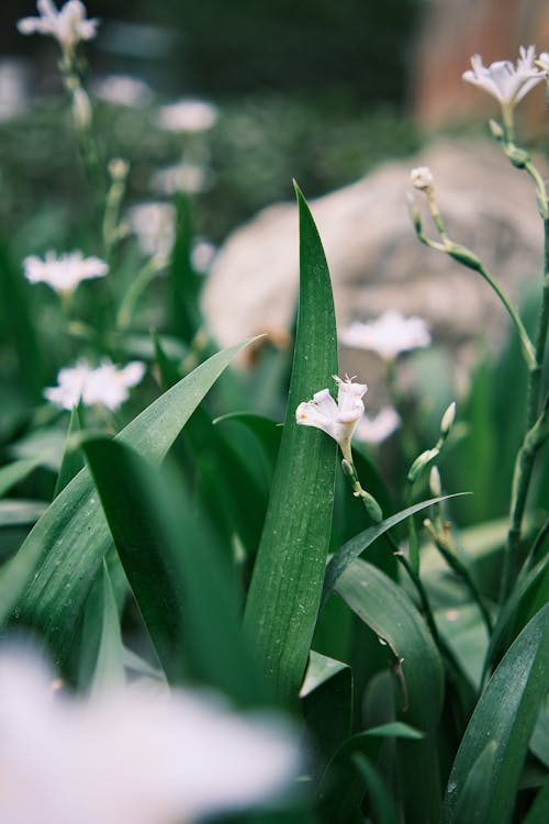 Close-up of Iris Flowers