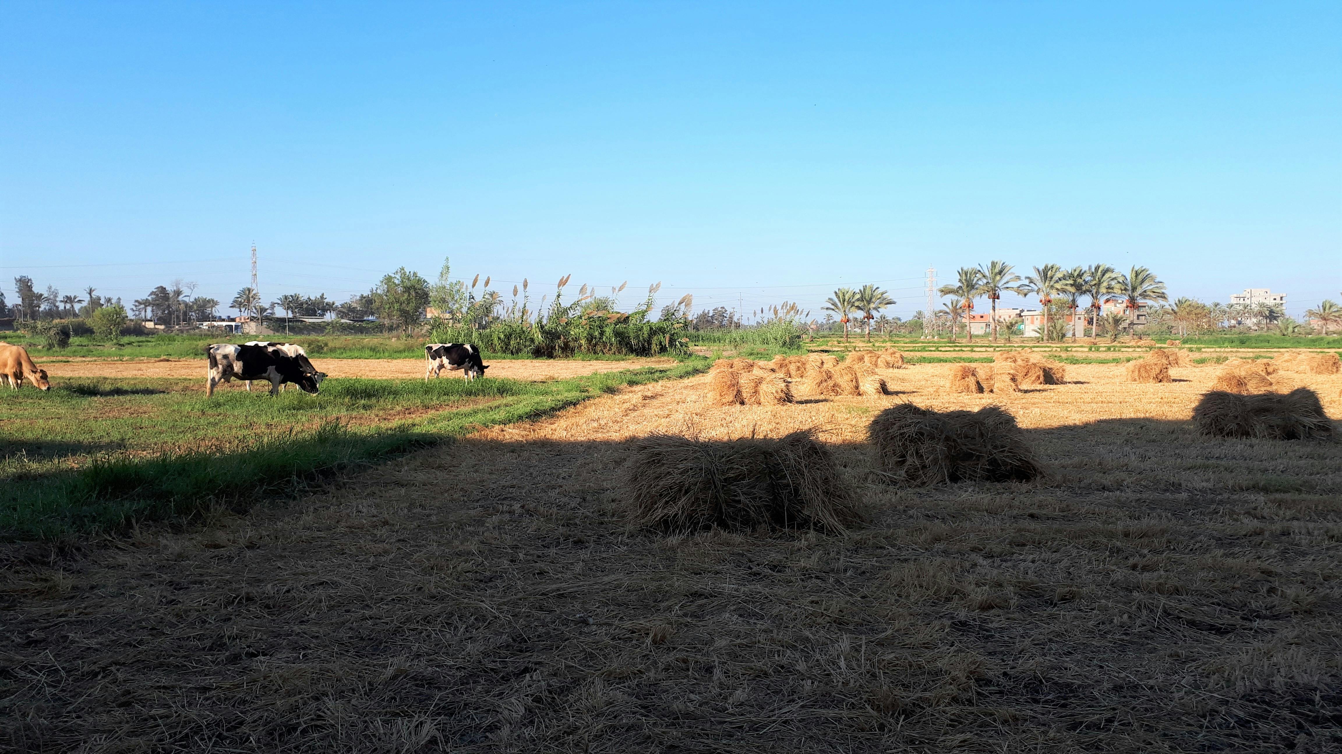 Free stock photo of animal farming, cow, egypt