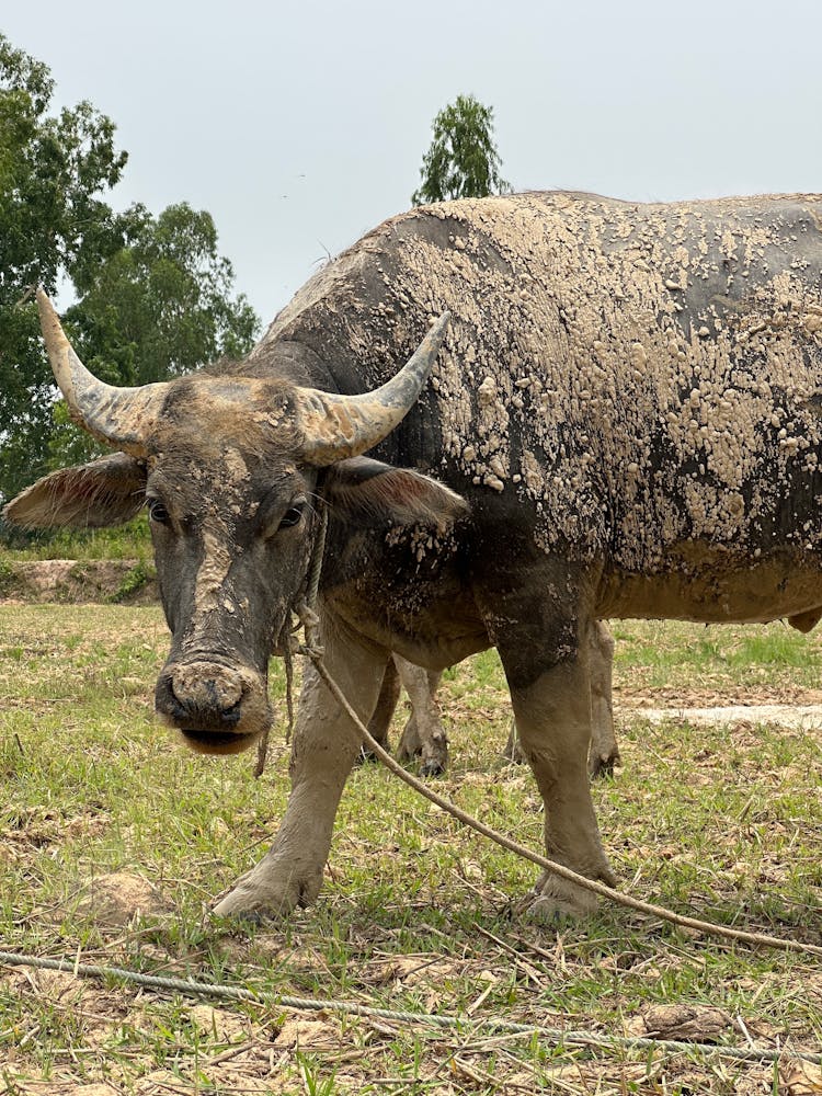 Close Up Of Bull