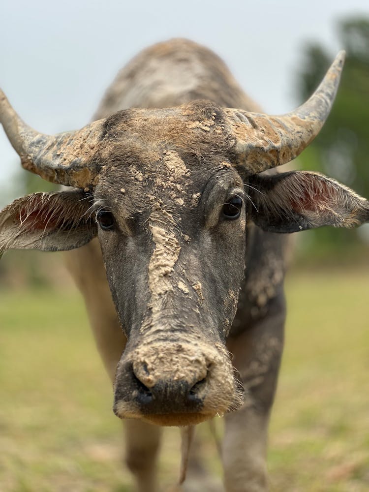 Close-up Of A Bull