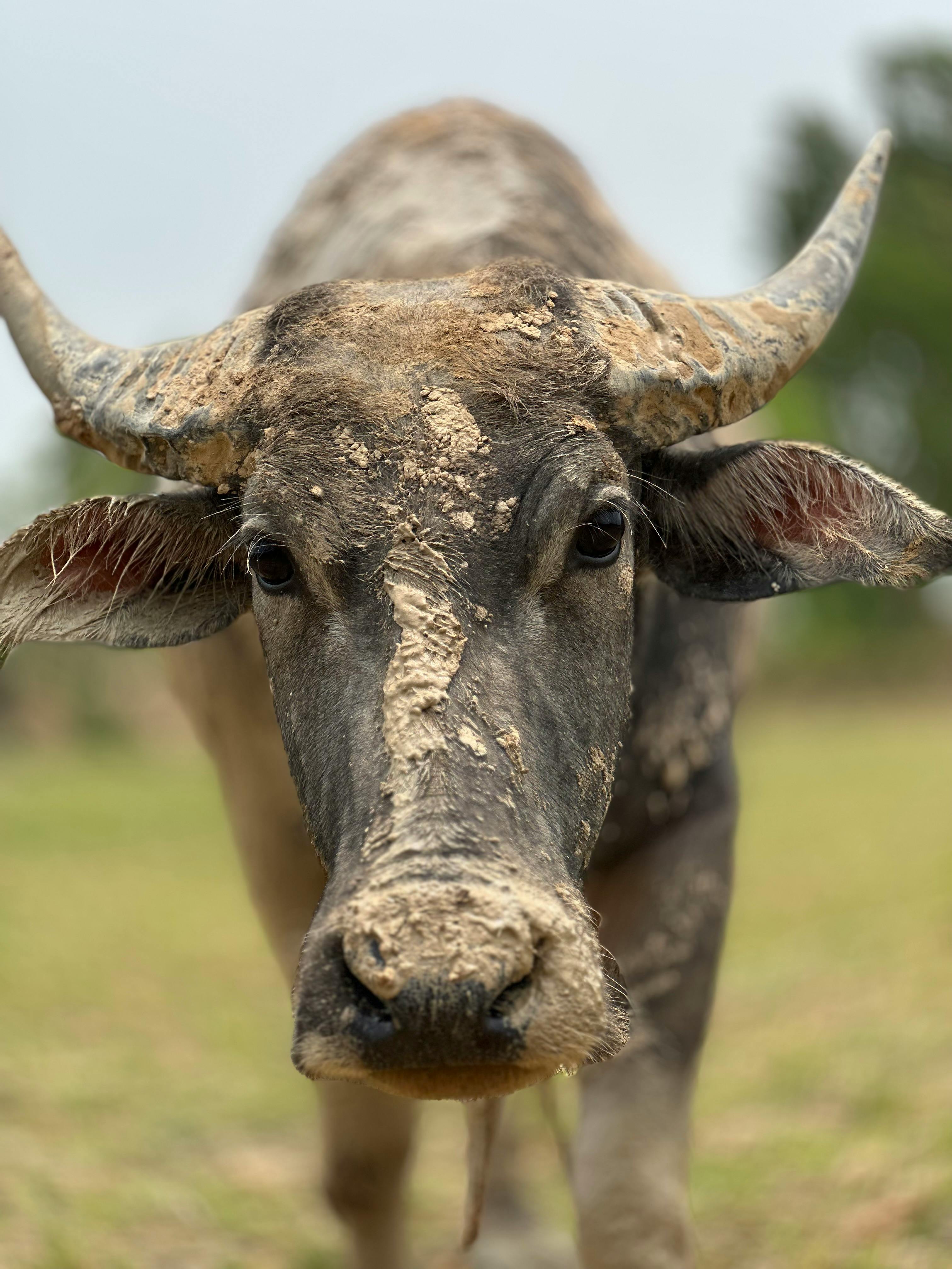 Gratuit Photos gratuites de agriculture, agriculture traditionnelle, animal Photos