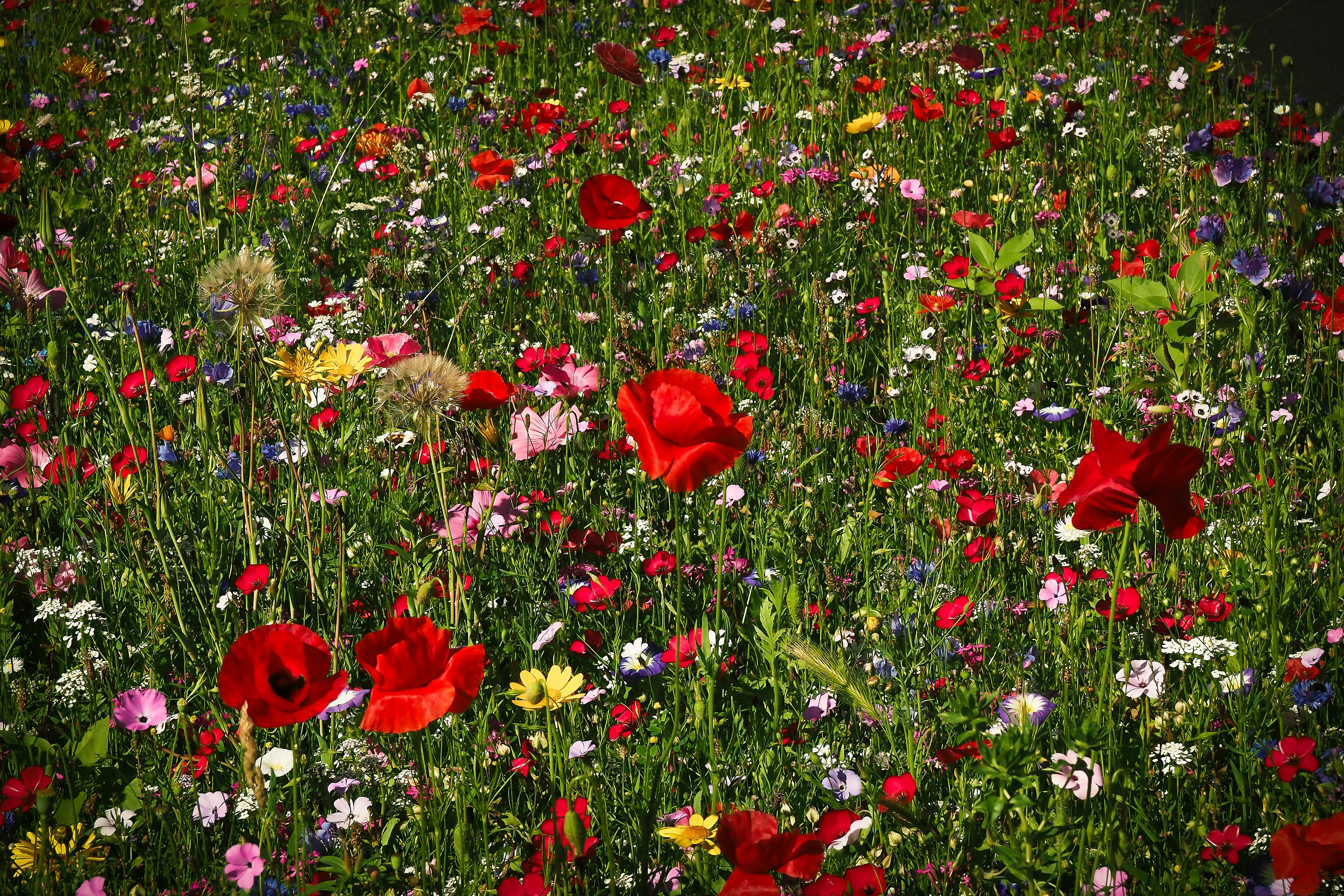 Kostenloses Foto Zum Thema Bluhen Blumen Blumenwiese