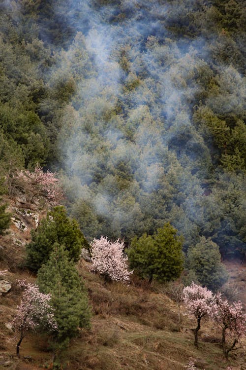 Gratis lagerfoto af droneoptagelse, lodret skud, natur