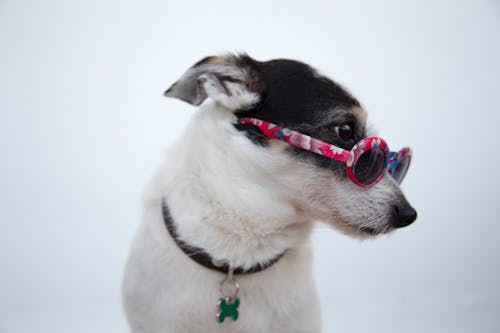 선글라스를 착용하는 강아지의 클로즈업 사진