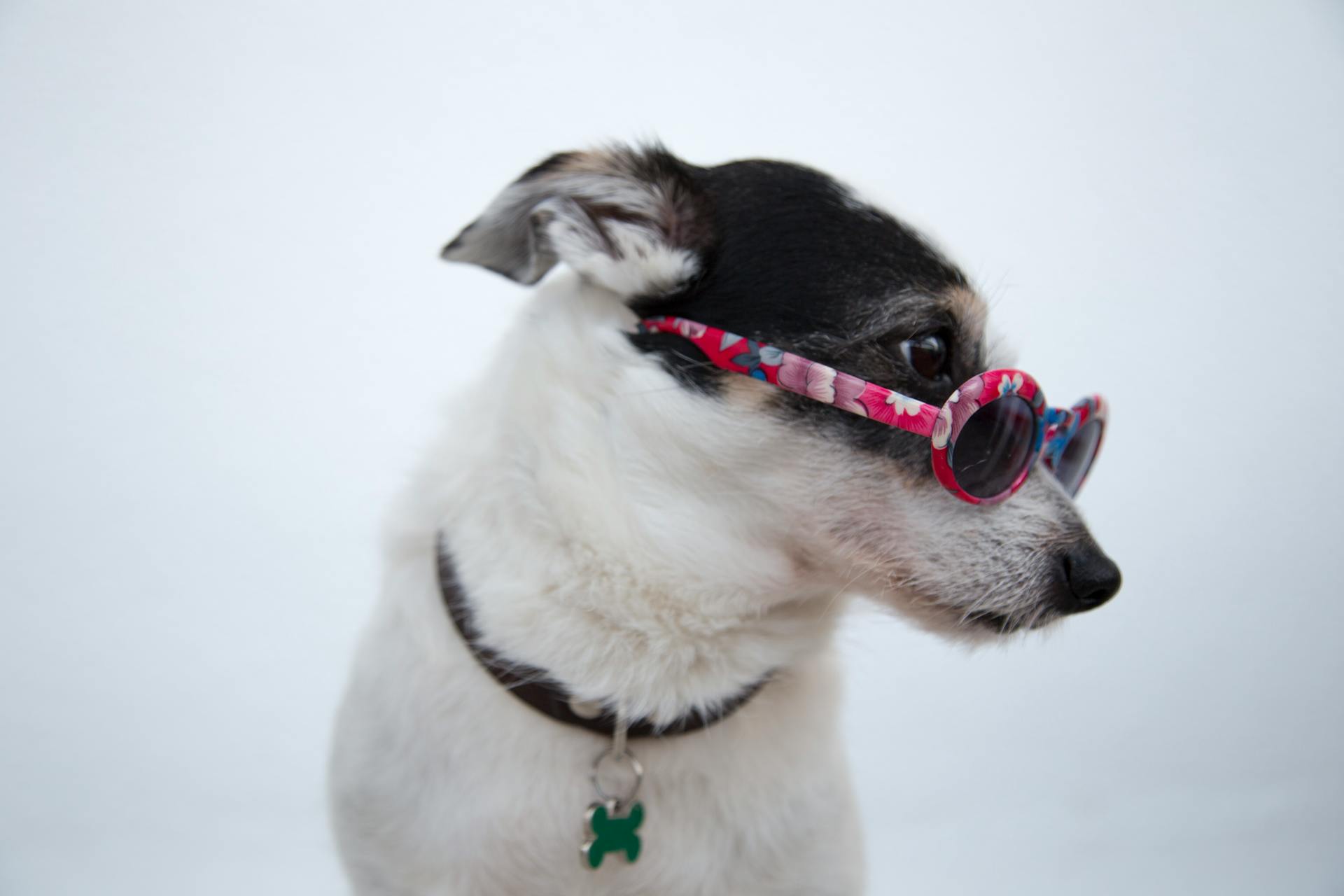 Close-Up Photo Of Dog Wearing Sunglasses