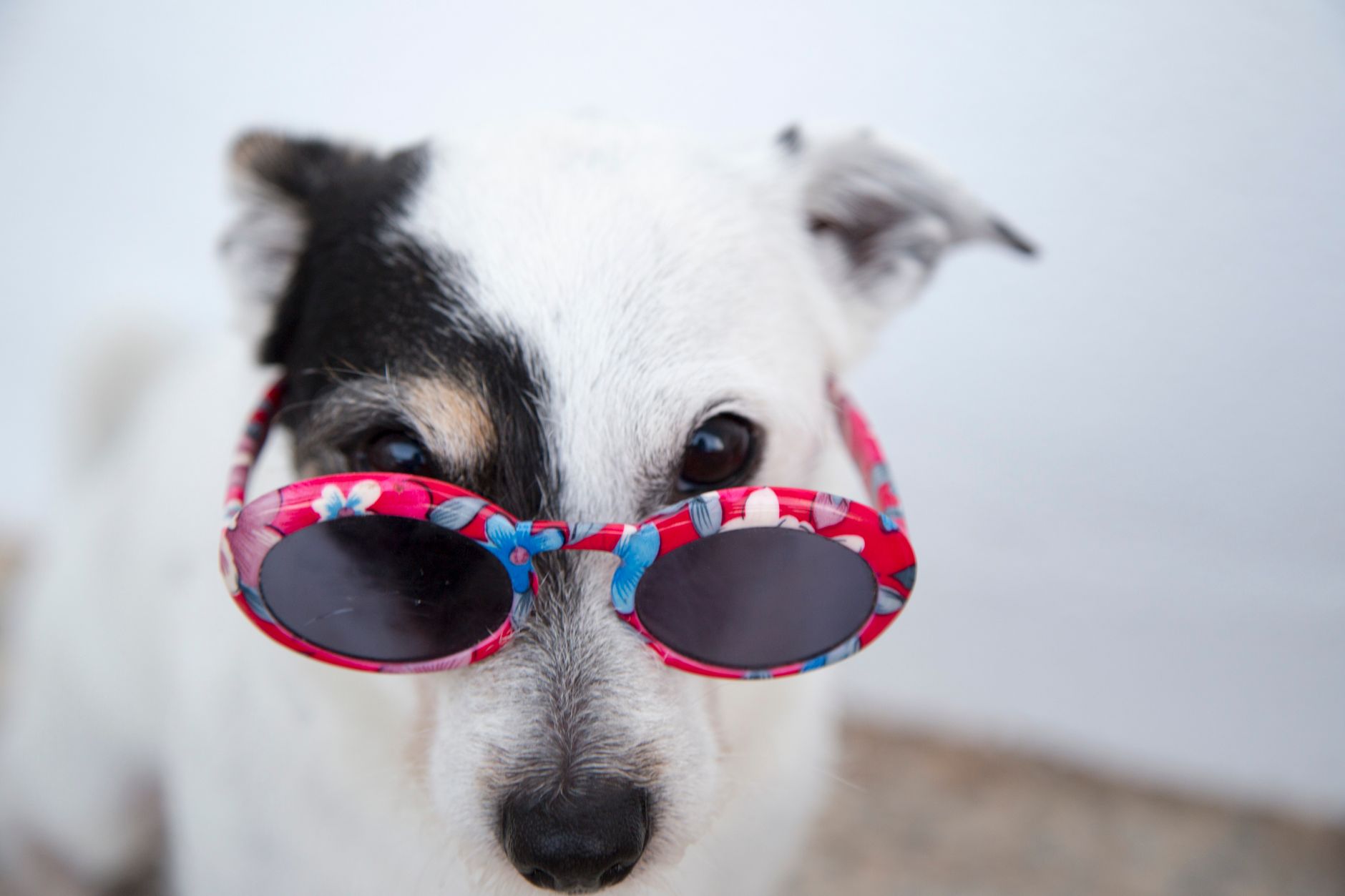 Adorable dog with sunglasses posing outdoors, showcasing a fun canine fashion sense.