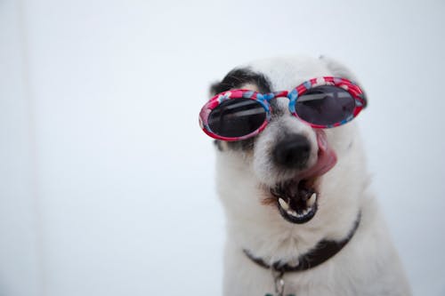 Foto Close Up Anjing Mengenakan Kacamata Hitam