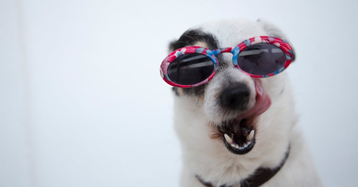 Close-Up Photo of Dog Wearing Sunglasses