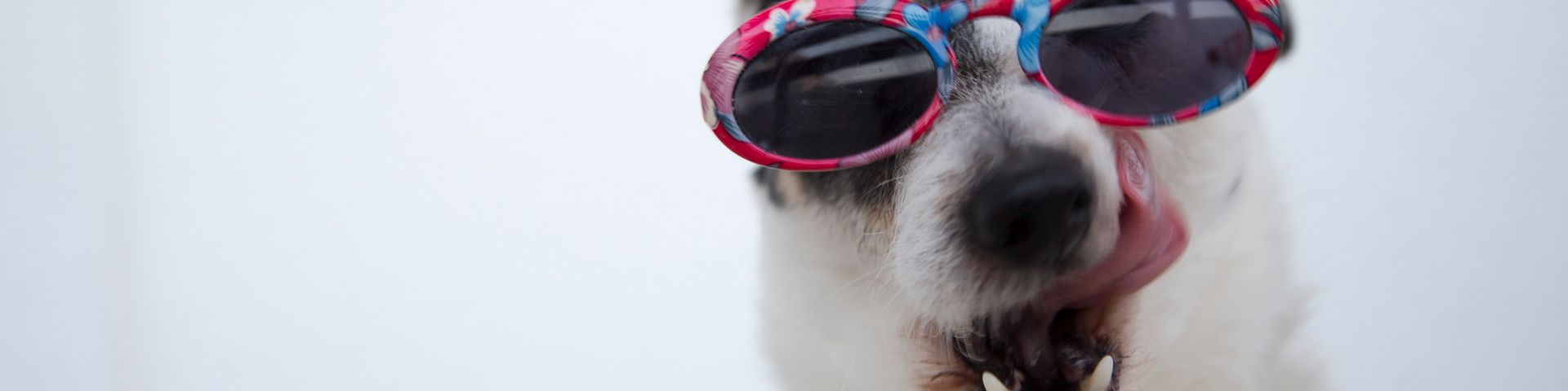 Cover photo for Marsha's Pet Boarding