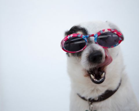 Dog enjoying the outdoors