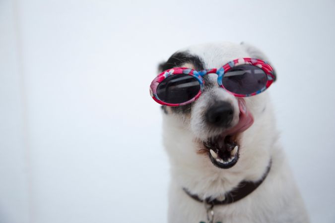 cbd for dogs with cancer calm senior dog resting